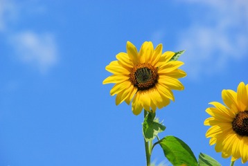 52774