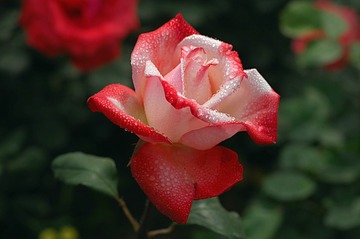C82194FD-18AB-45D4-B4FC-6939E50C84D8/L0/001