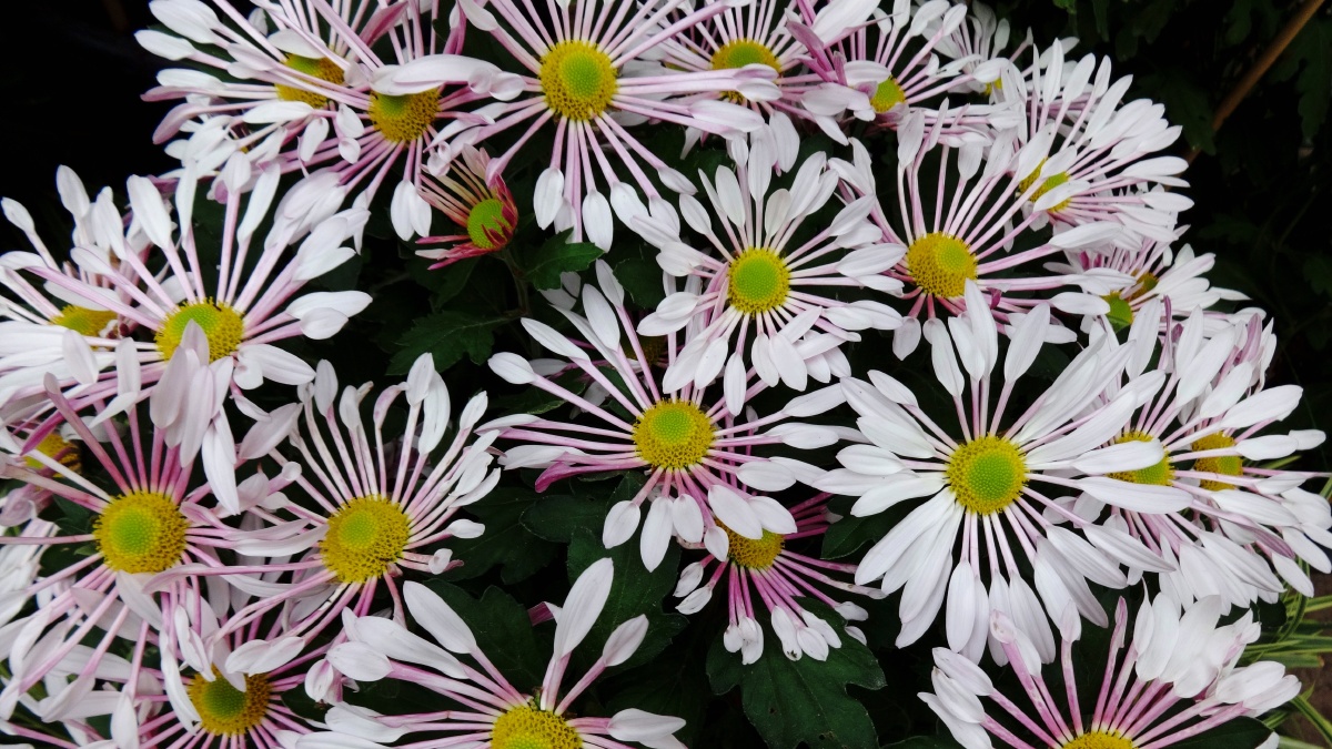 花卉素材毛华菊