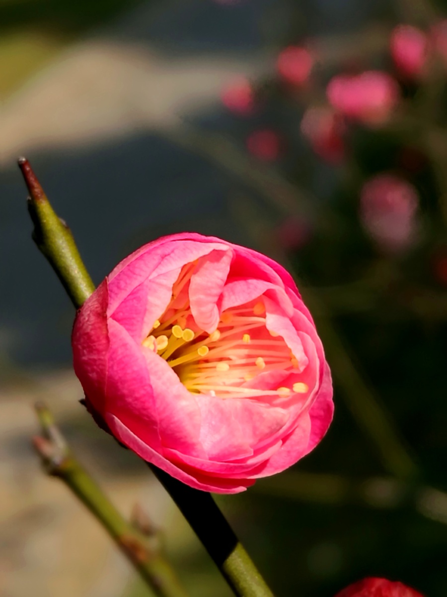 红梅一支开苞怒放