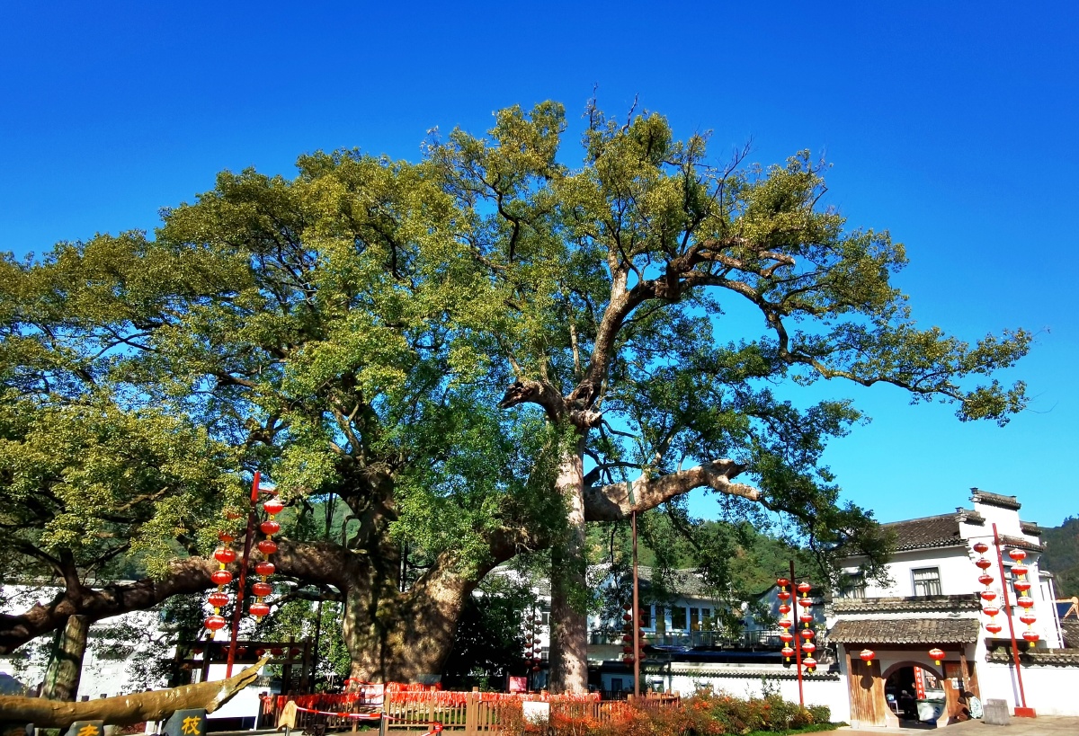 安徽歙县深渡镇漳潭古樟树1000年500年300年摆渡船不停歇有人就开徽派