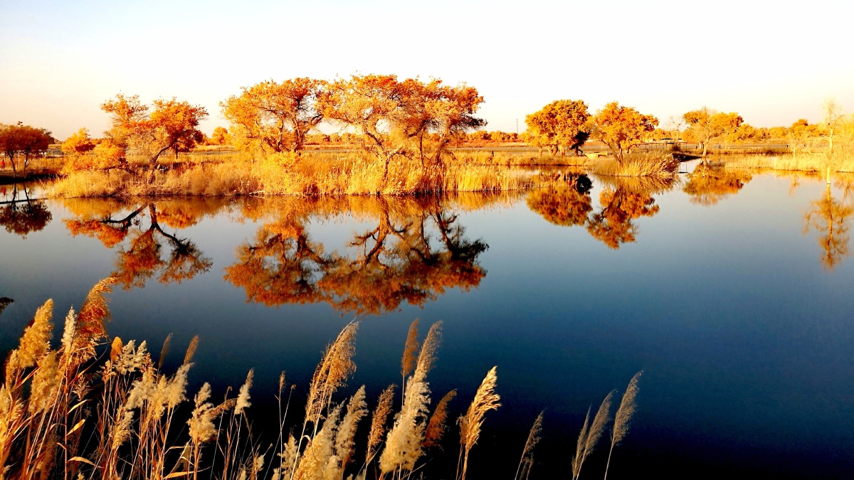 沙漠胡杨在水一方新疆尉犁罗布人村寨景色