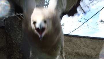 51294