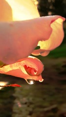 75628