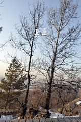 两棵树 (2).jpg