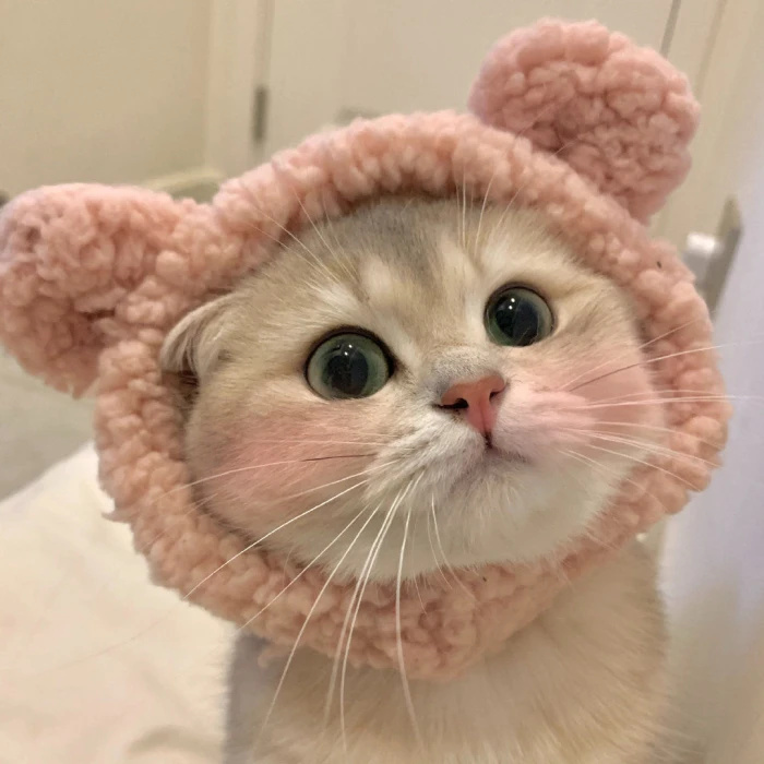 猫咪头像(好想rua) - 江momo - 图虫