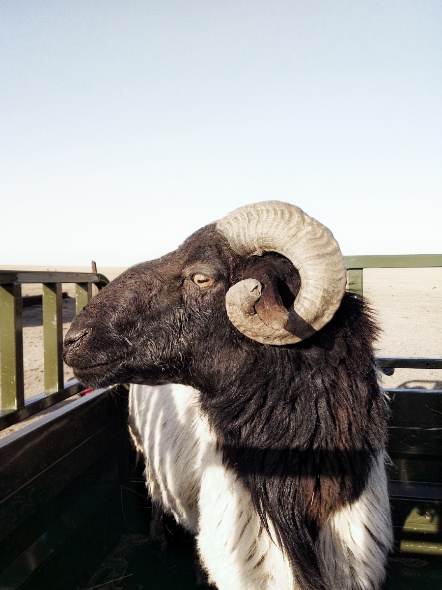 公羊
