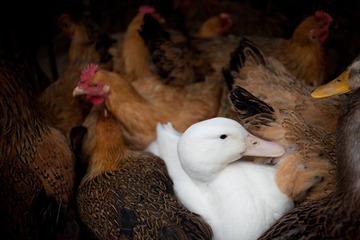 20120402-DSC_0012.jpg