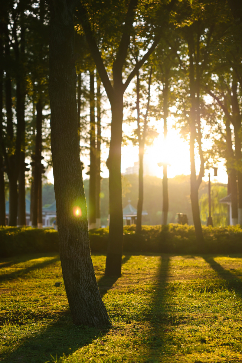 逆光 树林