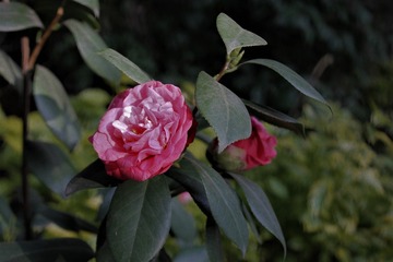 2003596