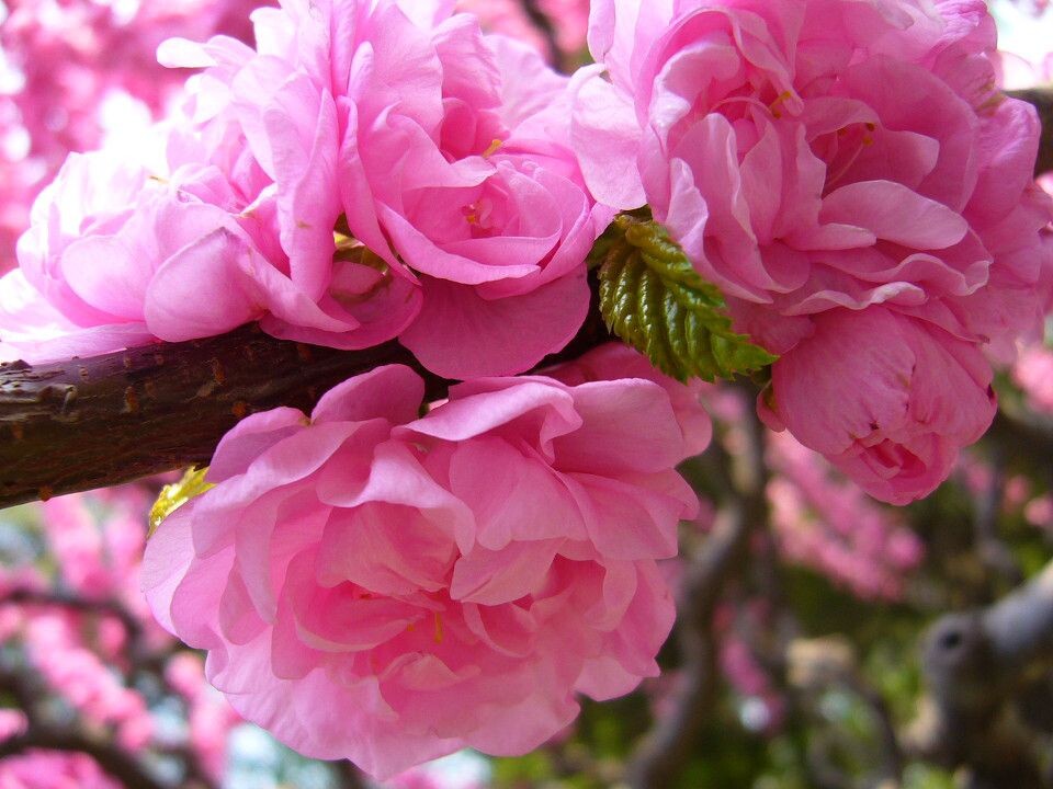 繁花<br />
