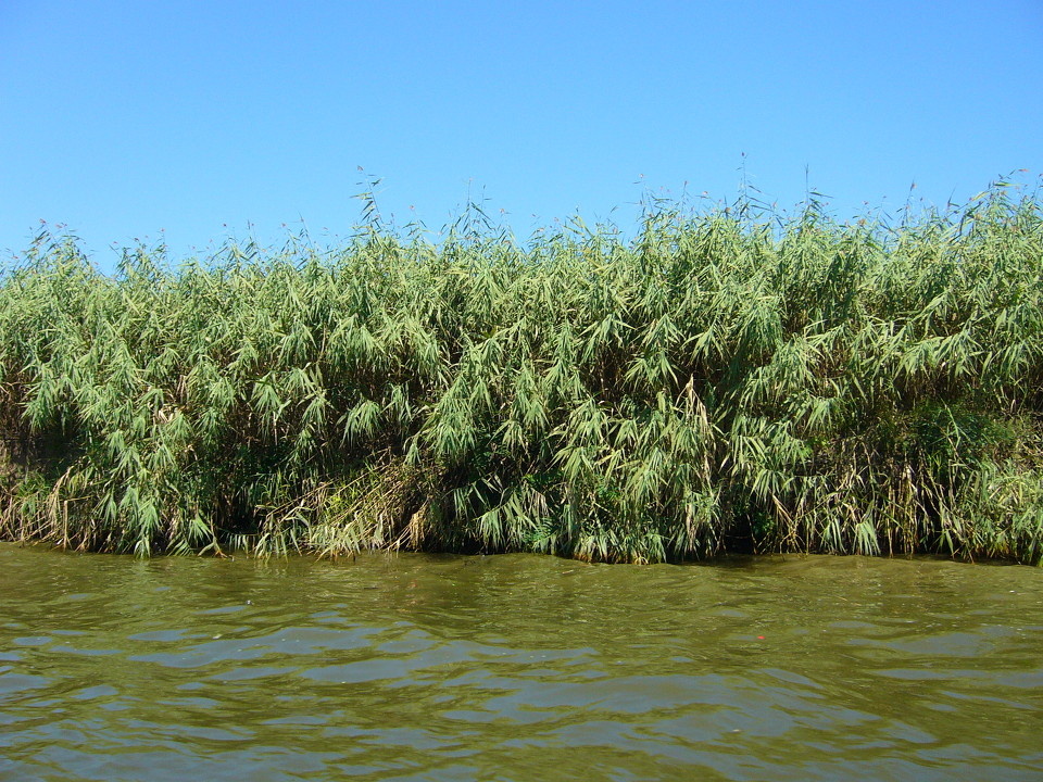 白洋淀芦苇 br />