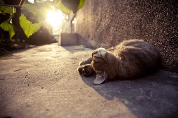 午后的懒猫~