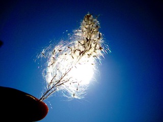 IMG_6412.jpg