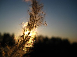 IMG_6434.jpg