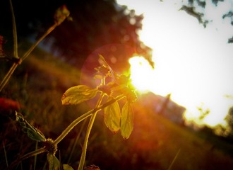 IMG_6459.jpg