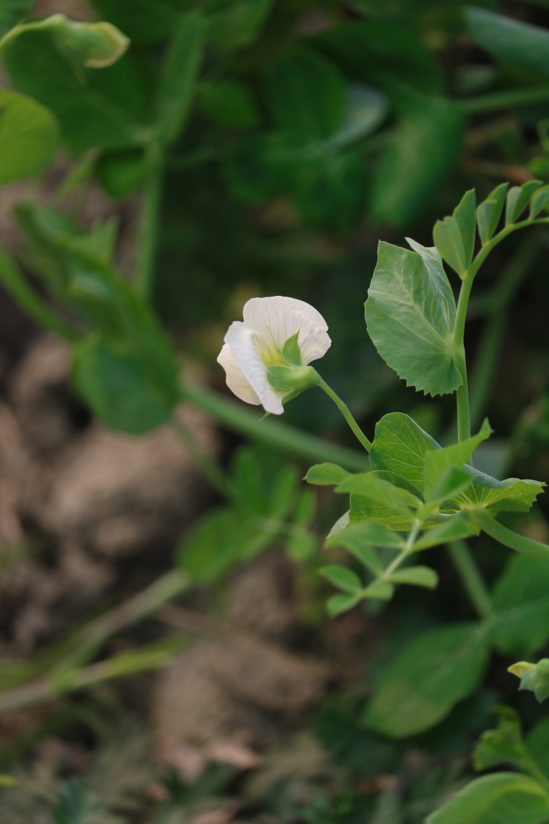 不经意间眼下即是春天碗豆尖花