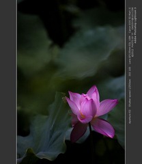 20120729-Canon-051-40.jpg