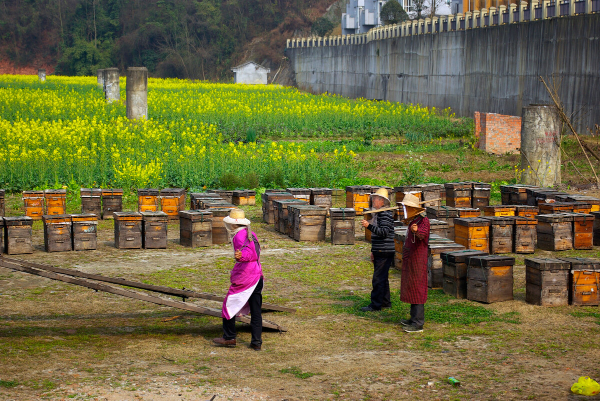 山田养蜂场东西怎么样,如何选择养蜂场地