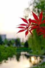 IMGP6790-1.jpg