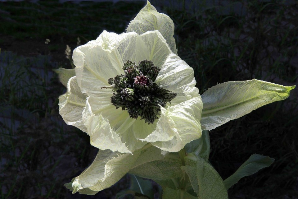 天山雪莲 br /> 低于雪线以下生长的应叫"石莲",奇香无比.