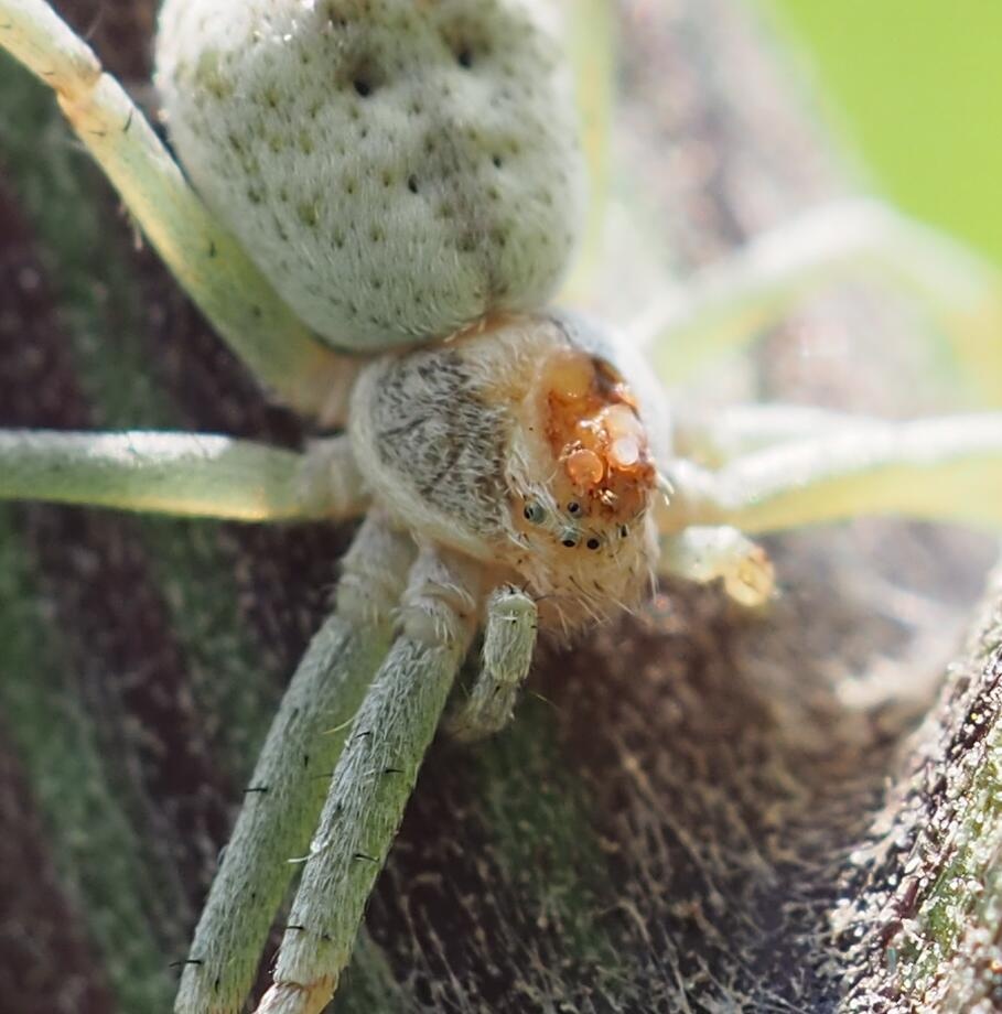 白化种图4口重慎入