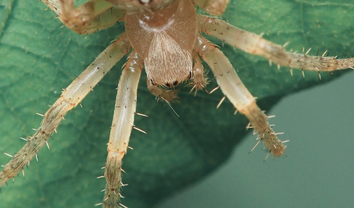 白化种图4口重慎入