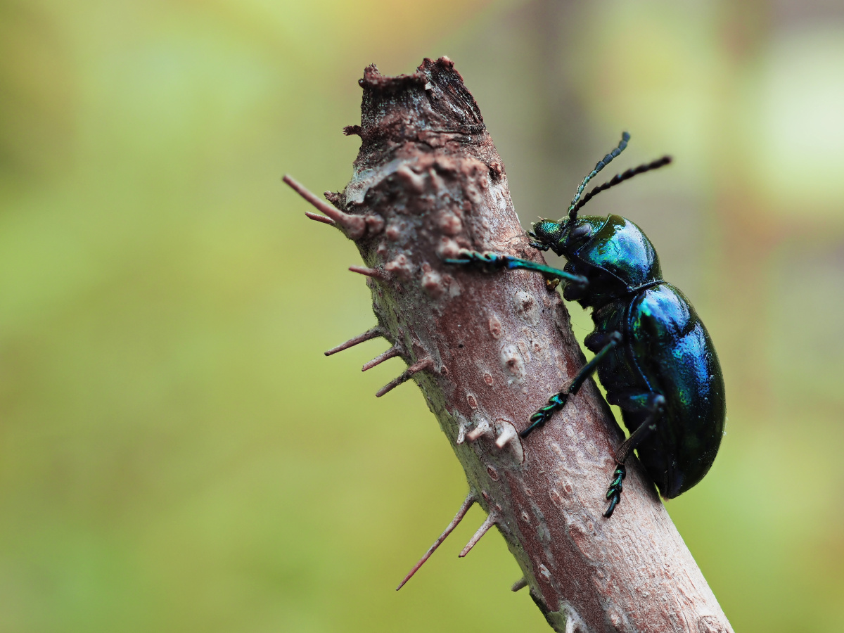中华萝藦叶甲 - 崧jpg - 图虫