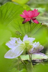 D7112FAC-C922-483E-8A61-1544D86EB8A0/L0/001
