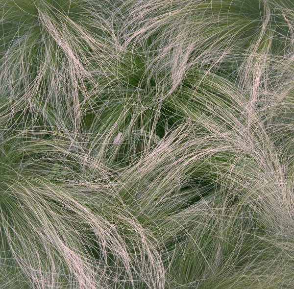 img_3493 br /> 游荡很纠结,发现路边一团麻,立马纠成一团.