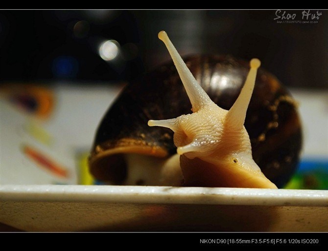 466753a5gbb6d73228ead&amp;690法国菜 菜蜗牛 br />