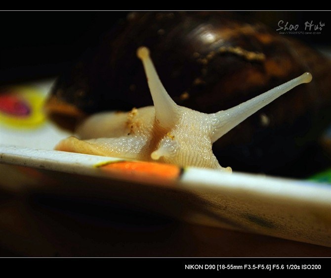 466753a5gbb6d74300c93&amp;690法国菜 菜蜗牛 br />