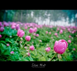 黑白1.jpg