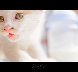 DSC_0116.jpg