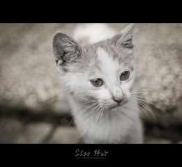DSC_0766.jpg