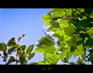 DSC_0093.jpg