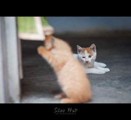 DSC_0033.jpg