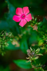 DSC_0218.jpg