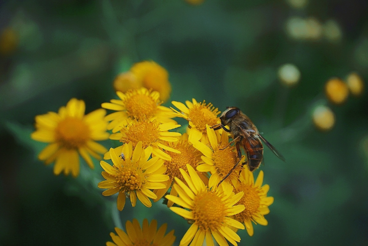 蜜蜂不食人间仓玉露为酒花为粮作蜜不忙采花忙蜜成犹带百花香