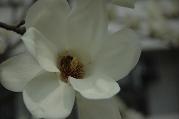 DSC_0243.JPG