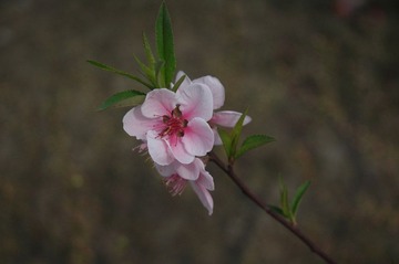 DSC_0245.JPG