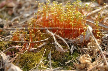 DSC_0247.JPG