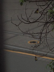 C1B3C30C-71F9-43FD-A0B0-1E01F331BF49/L0/001
