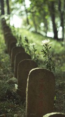 DSC01339-1.jpg