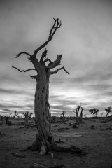 L1003641-1