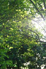 9B8ADE73-5E7F-4EA2-A0C2-97052B26E10F/L0/001