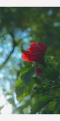 96F035BD-8866-4A61-8A81-4E116E554966/L0/001