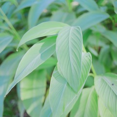 KT8A6244