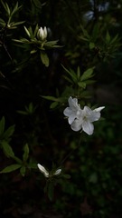 29AEEE90-CE20-4277-8BF5-48FEB662501F/L0/001