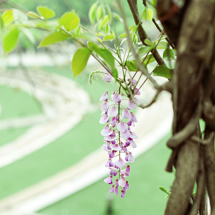 紫藤萝 br /> 校园随拍~在藤萝花开的季节【废话
